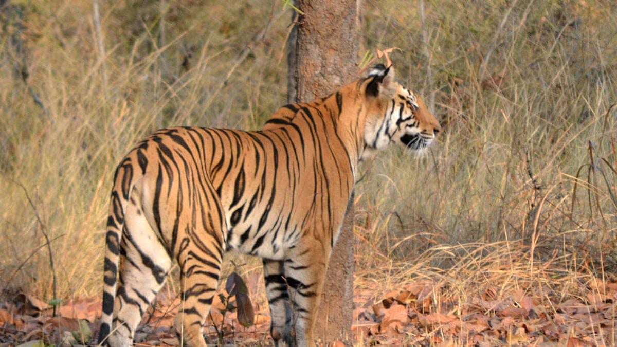 Tiger at forest
