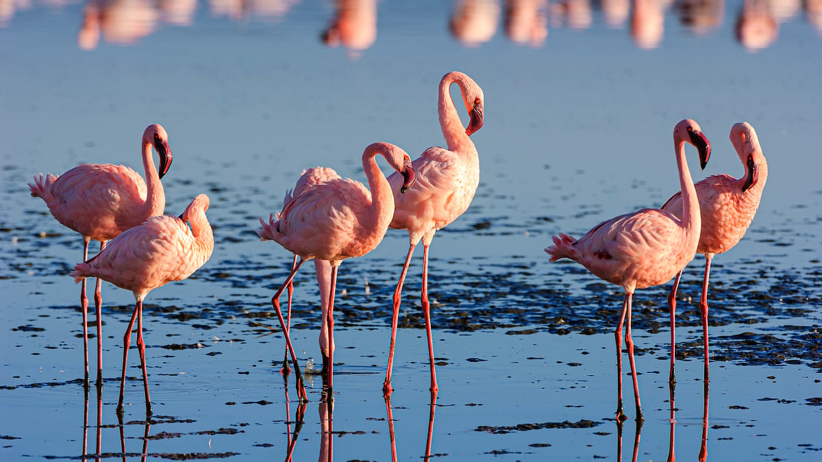 Flamingos 