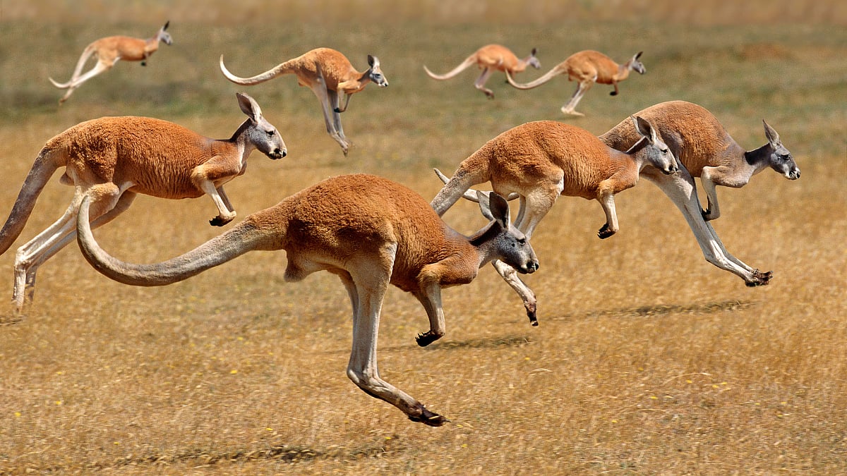 Kangaroo