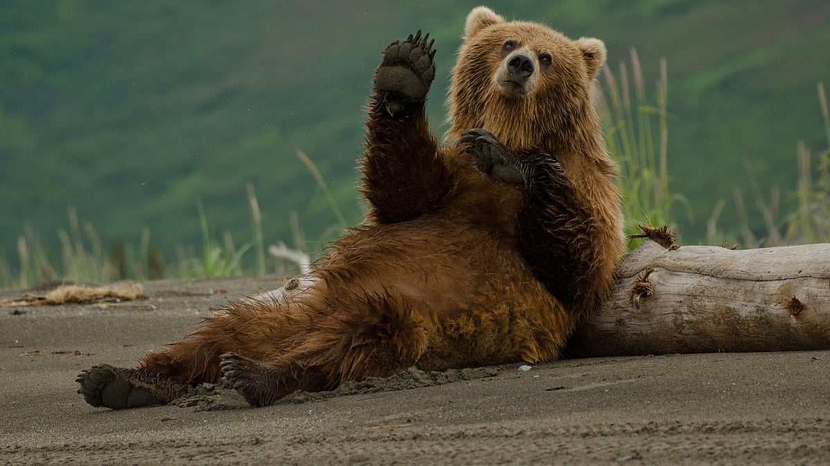 Bears