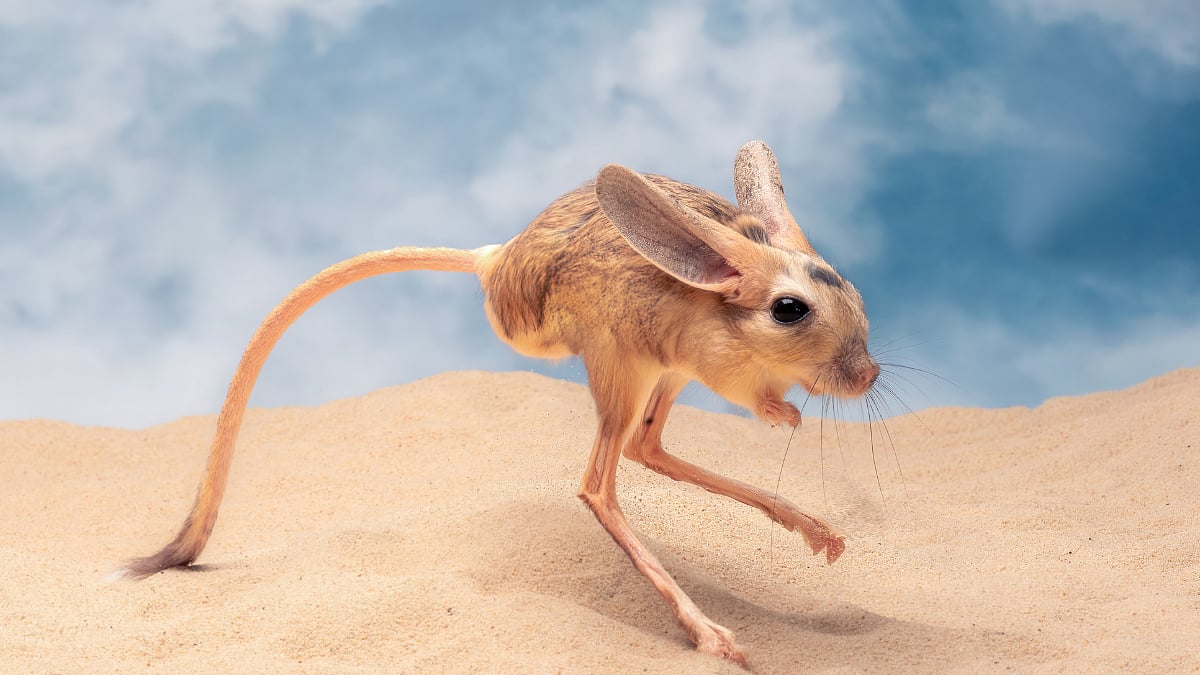 Jerboa