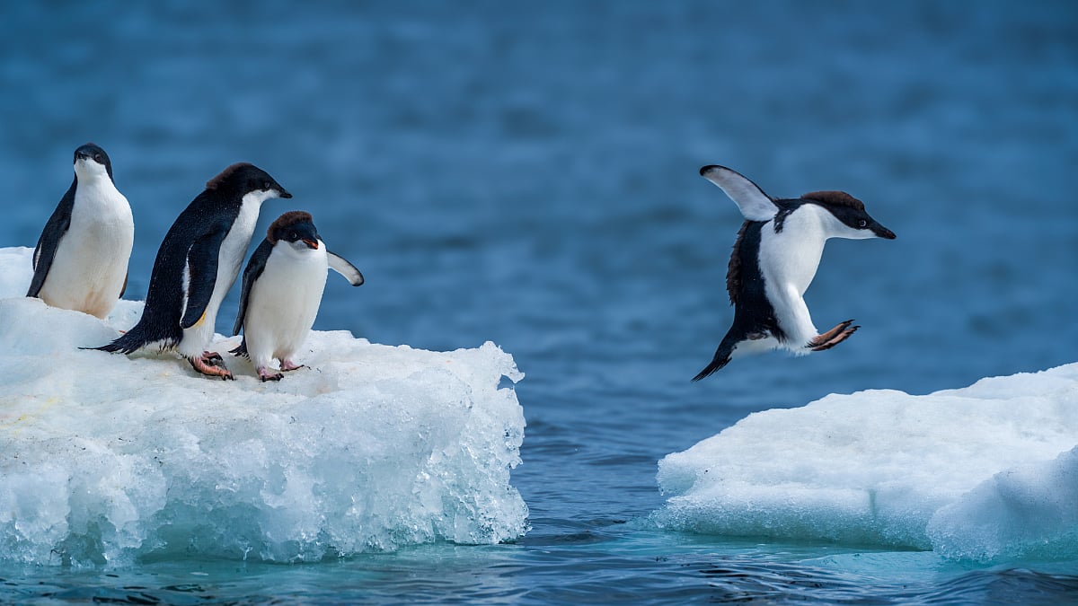 penguin