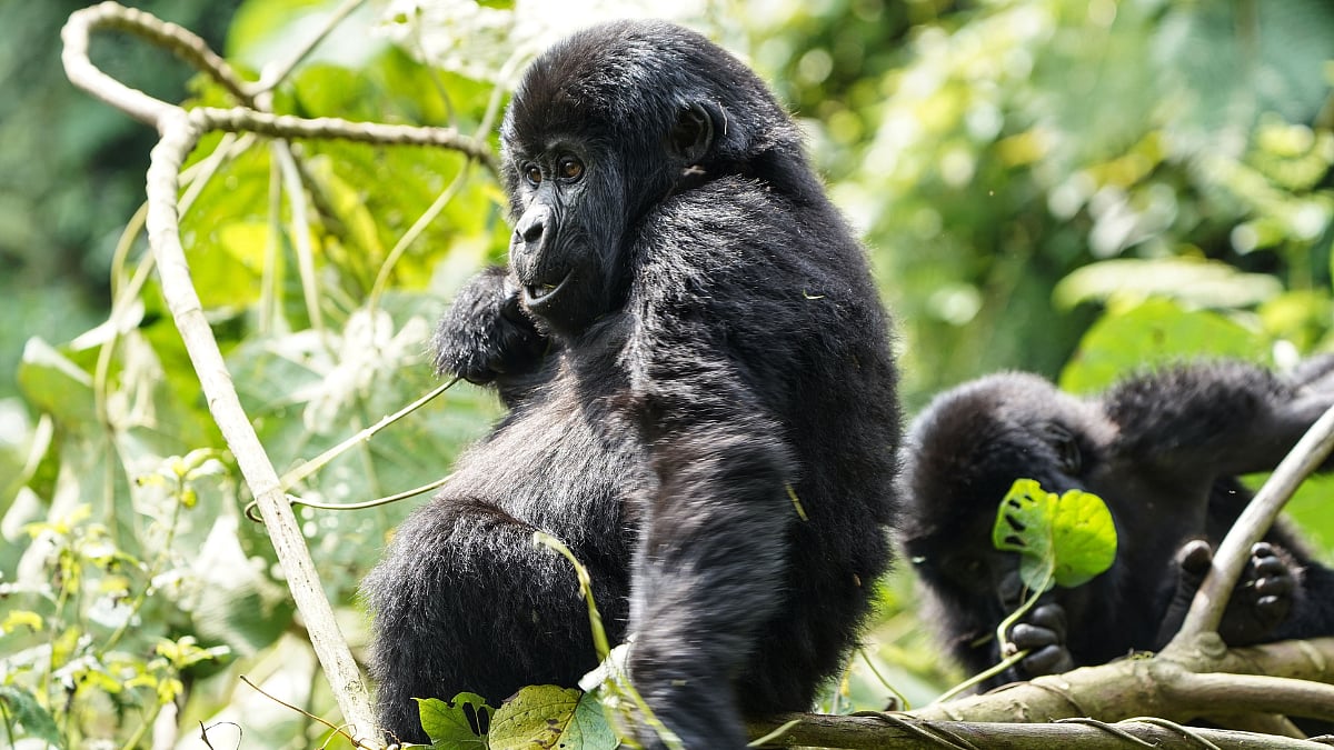 Gorilla