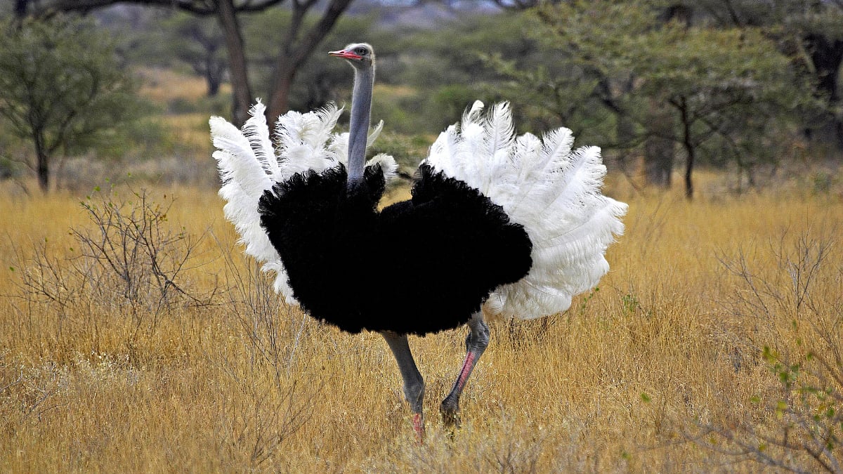 Ostrich