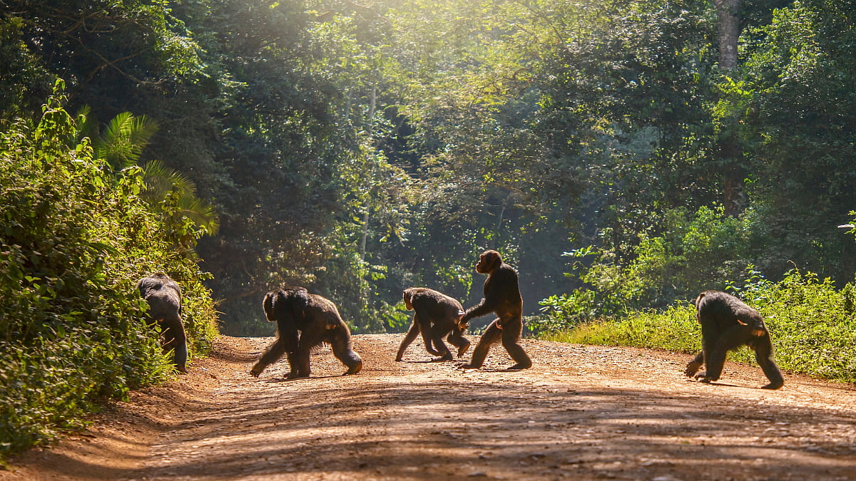 Chimpanzee