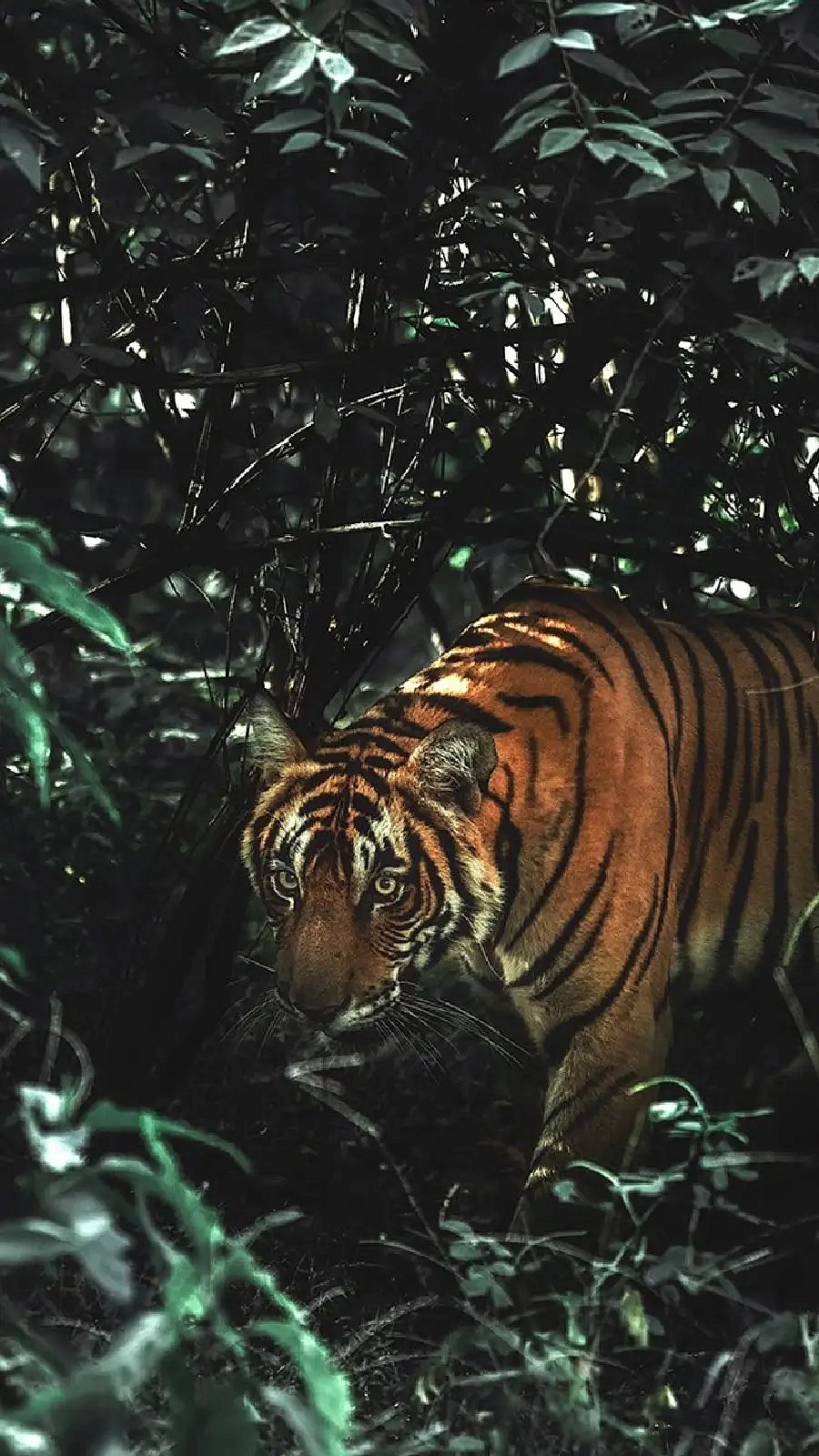 why-do-tigers-have-stripes