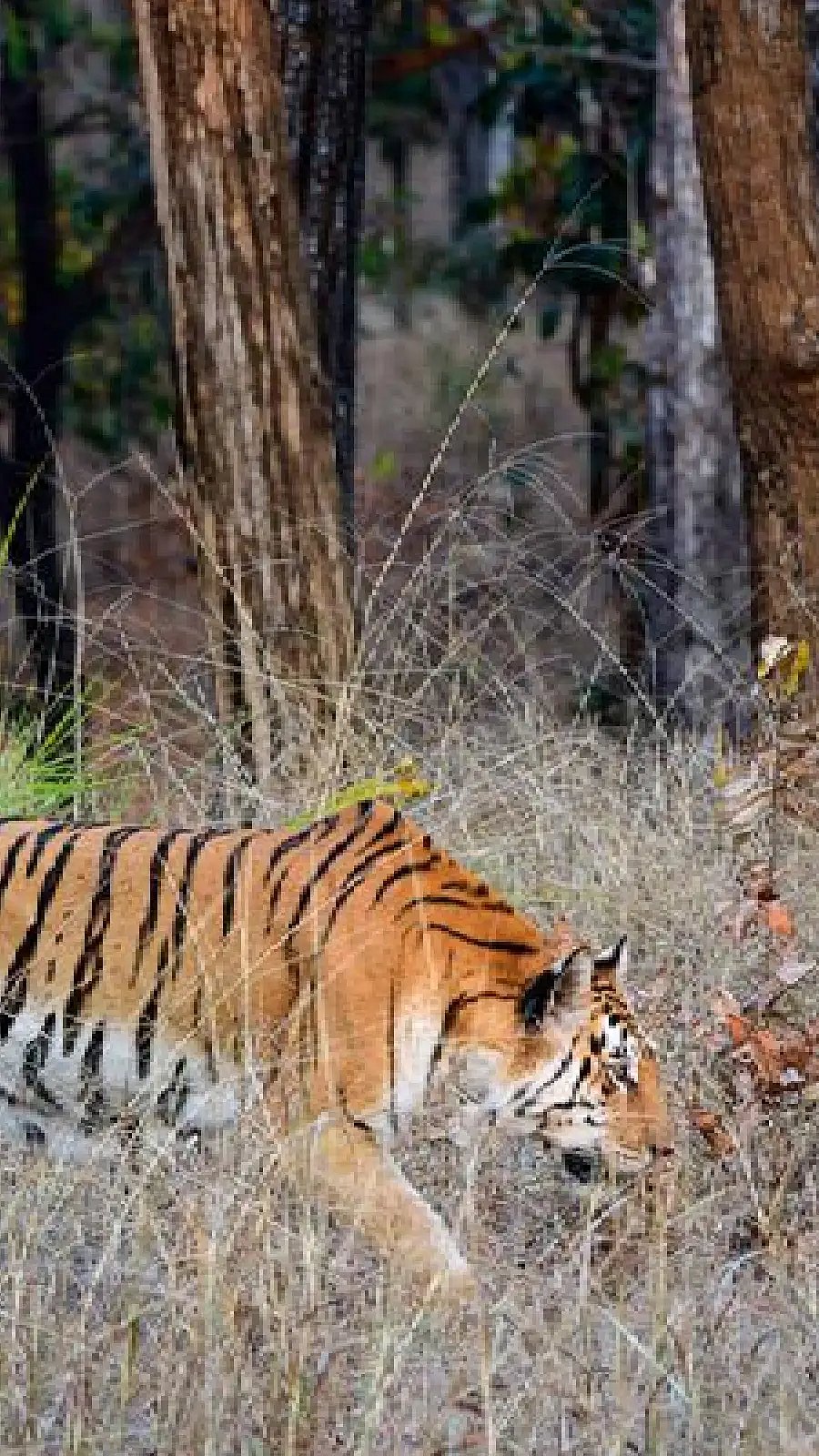 why-do-tigers-have-stripes