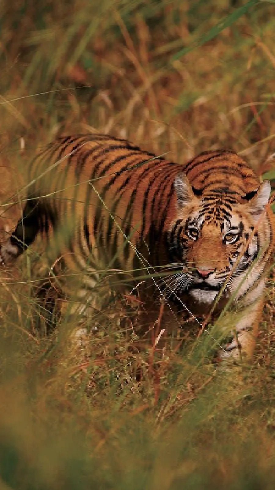 why-do-tigers-have-stripes