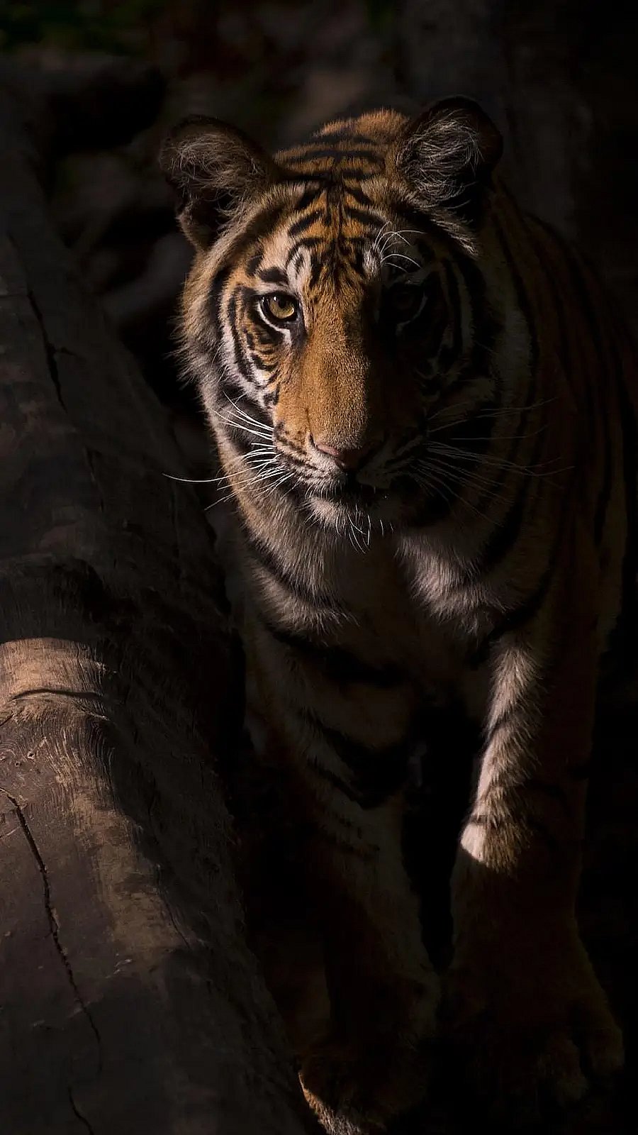 why-do-tigers-have-stripes