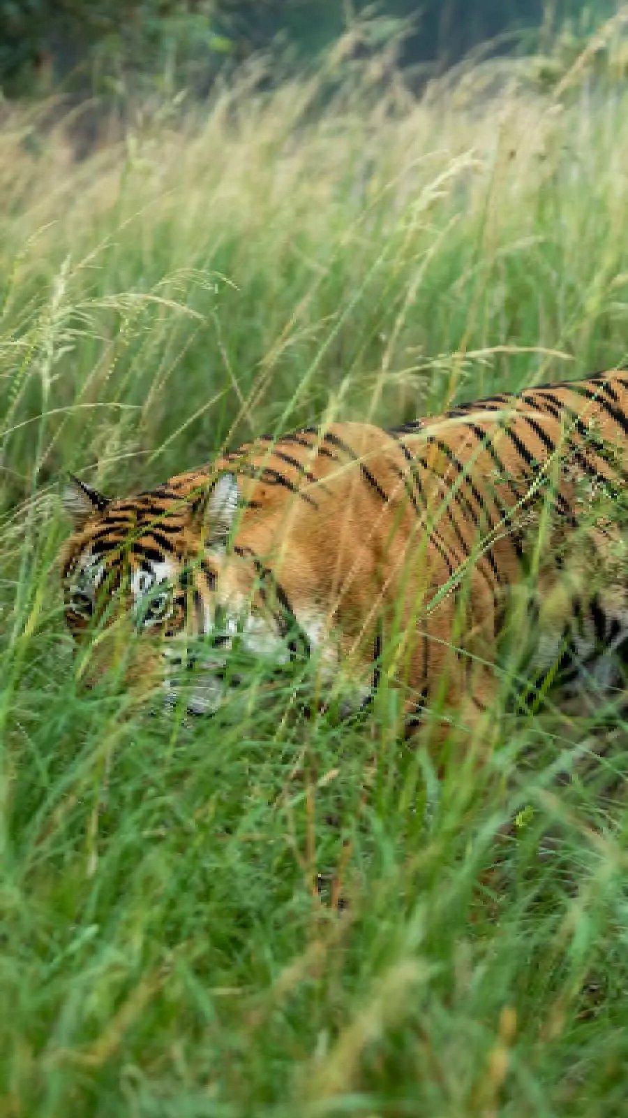 why-do-tigers-have-stripes
