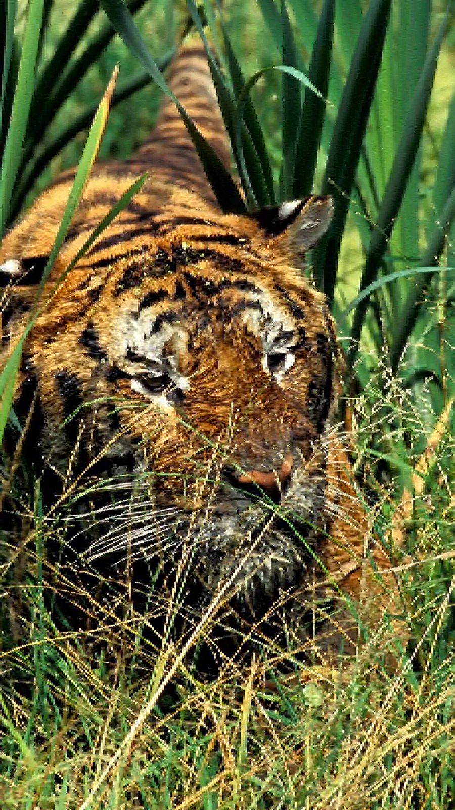 why-do-tigers-have-stripes