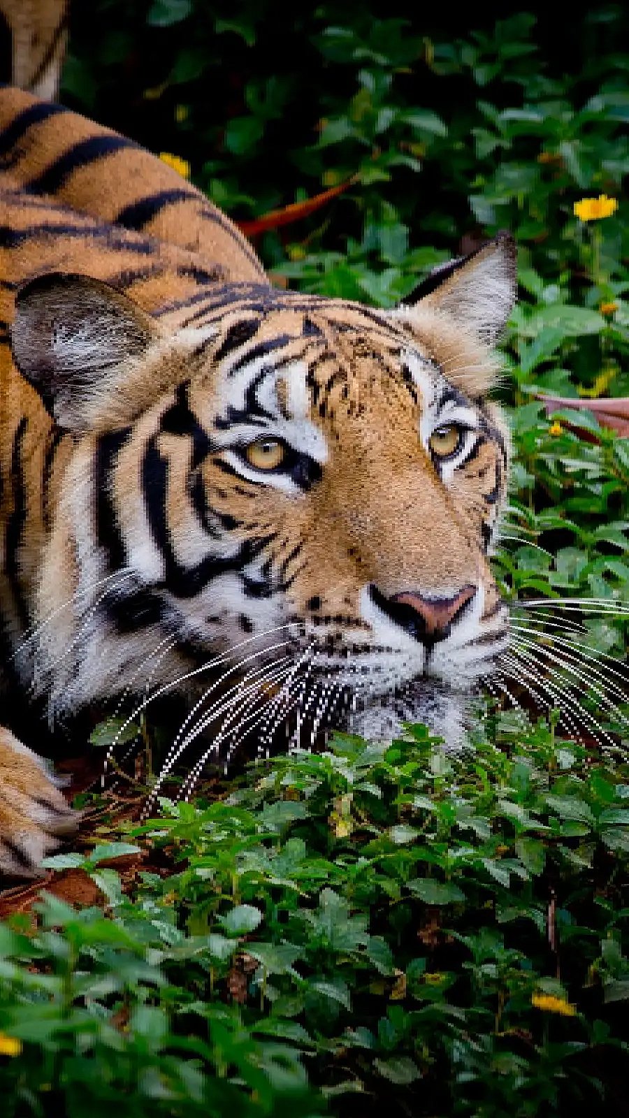 why-do-tigers-have-stripes