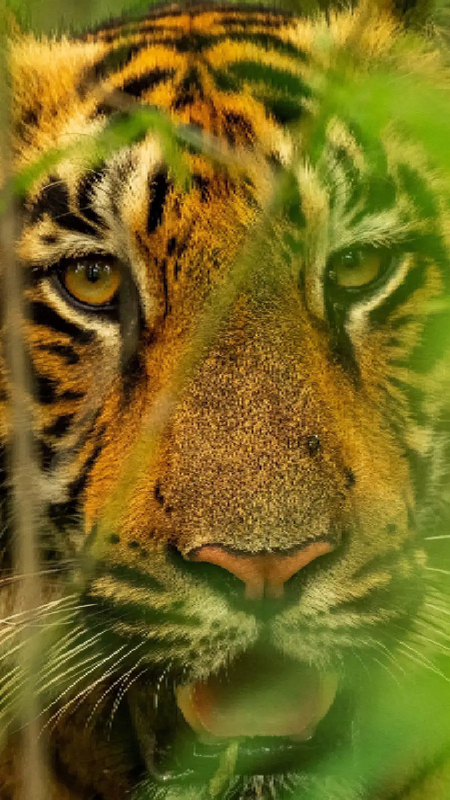 why-do-tigers-have-stripes