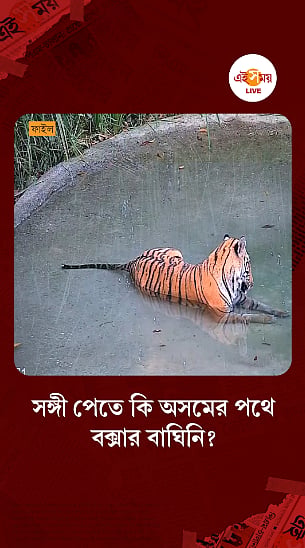 Buxa Tigress: কী কারণে অসমের পথে বক্সার বাঘিনি?