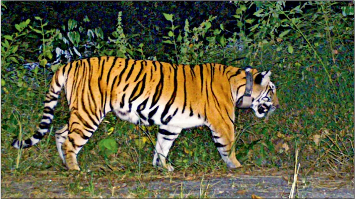 রাজ্য ছেড়ে সঙ্গী পেতে কি অসমের পথে বক্সার বাঘিনি