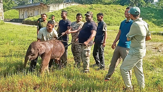 সেপটিক ট্যাঙ্কে পড়ে শাবক, ১০ ঘণ্টা পরে ফিরল মায়ের 'কোলে'
