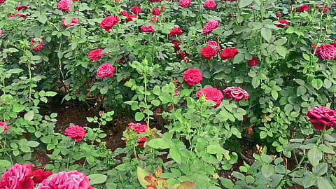 Farmers in financial difficulties due to corona