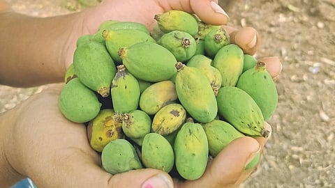 Mango Fruit 