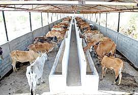cowshed