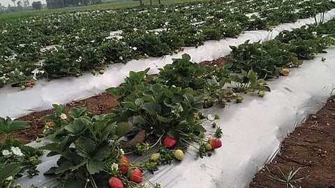 Strawberry 