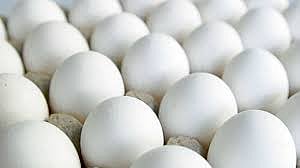 Egg 