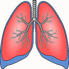 lungs
