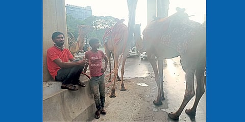 Camel