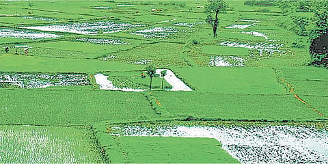 Agriculture