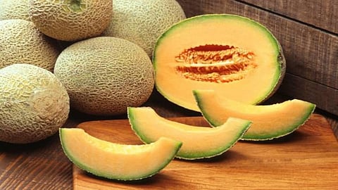 Muskmelon 