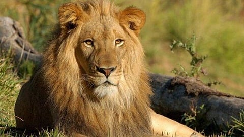 lion