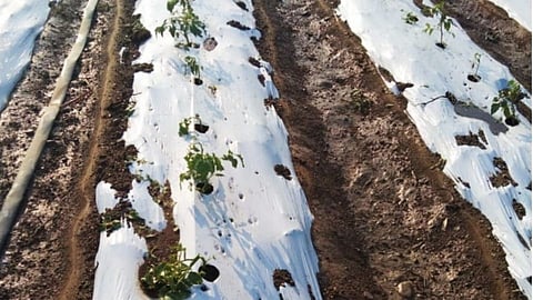 losses to farmers 