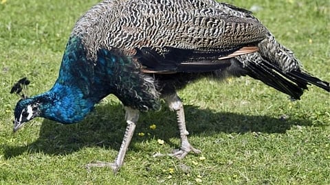 birds death