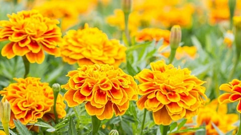 Marigold 