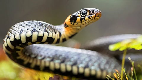 सर्पदंश झालेल्या शेतकऱ्याला मिळाले जीवदान, उमरग्यातील सुखद घटना 

