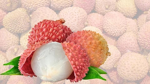  litchi