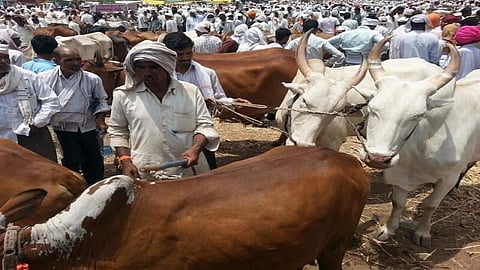 कोरोनामुळे वर्षभरापासून बैल बाजार बंद, अर्थकारण बिघडले!

