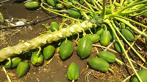 शेतकऱ्याला वळीवचा तडाखा; डोळ्यादेखत दीड एकराची बाग जमीनदोस्त 