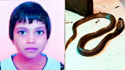 snake bite