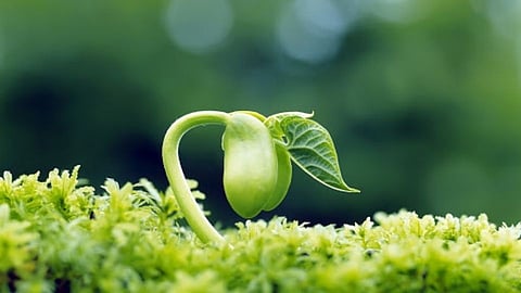 'या' त्र्याहत्तर गावांत आहेत  61 प्रकारची मूळ वाणं! 