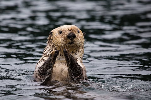 otters covid 19 positive
