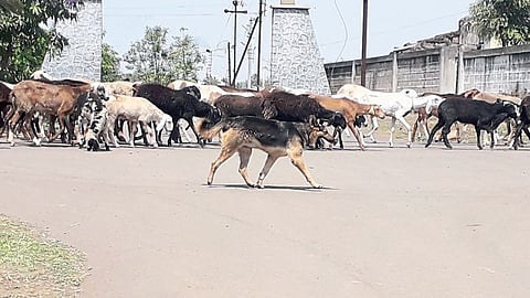 जर्मन शेफर्डला डिमांड; 'या' भागात जोरात त्याचीच चलती