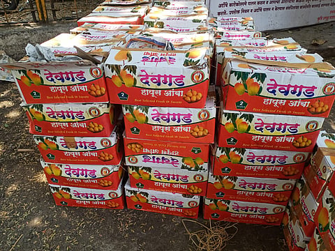 बाजार समितीकडून आंब्याची तपासणी; अडत्यांकडून 399 बॉक्स जप्त