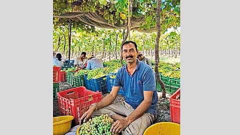 Grapes are getting good prices during a lockdown 