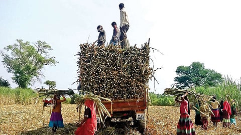 sugarcane