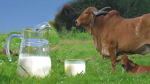 Cow Milk