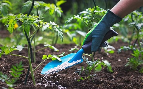 fertilizer