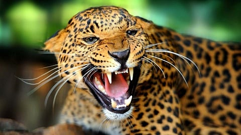 Leopard