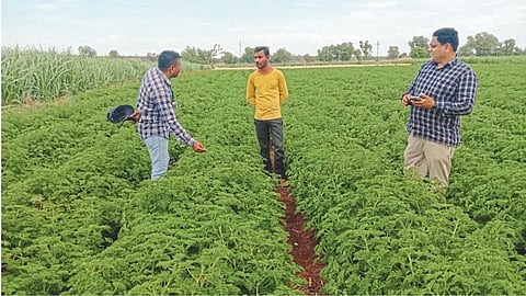 farming geranium