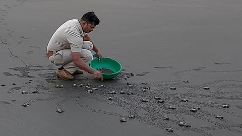 कोकणात दुर्मिळ ऑलिव्ह रिडले कासवांचे संवर्धन 