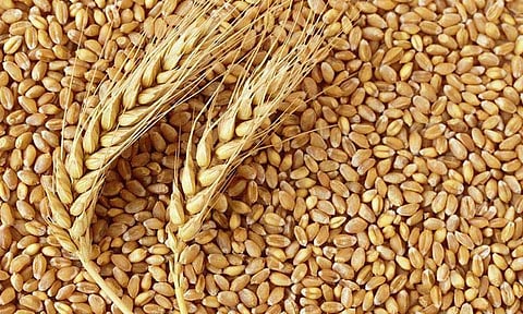Wheat Price